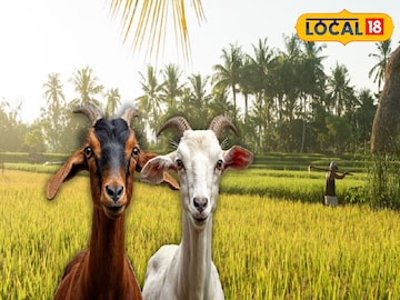 Alipurduar News: দক্ষিণবঙ্গে বন্যা, আর উত্তরবঙ্গে…! কঠিন সমস্যায় চাষিরা, রাগে ছাগলদের খাওয়াচ্ছেন ধানের চারা Alipurduar News: দক্ষিণবঙ্গে বন্যা, আর উত্তরবঙ্গে…! কঠিন সমস্যায় চাষিরা, রাগে ছাগলদের খাওয়াচ্ছেন ধানের চারা