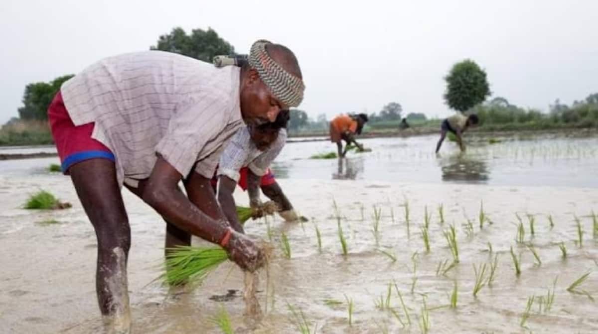 প্রধানমন্ত্রী ধন ধান্য কৃষি যোজনায় ফসল কাটার পর, ফসলের ক্ষতি রোধ করার জন্য পঞ্চায়েত এবং ব্লক পর্যায়ে সংরক্ষণ সুবিধার উপর আরও জোর দেওয়া হবে। এছাড়াও প্রধানমন্ত্রী ধন ধান্য কৃষি যোজনায় সেচ সংক্রান্ত সুবিধা উন্নত করা হবে এবং কৃষকদের সস্তা ও সহজলভ্য ঋণ প্রদান করা হবে, যাতে তাঁরা কৃষিকাজে বিনিয়োগ করতে পারেন এবং উৎপাদন ক্ষমতা বৃদ্ধি করতে পারেন।