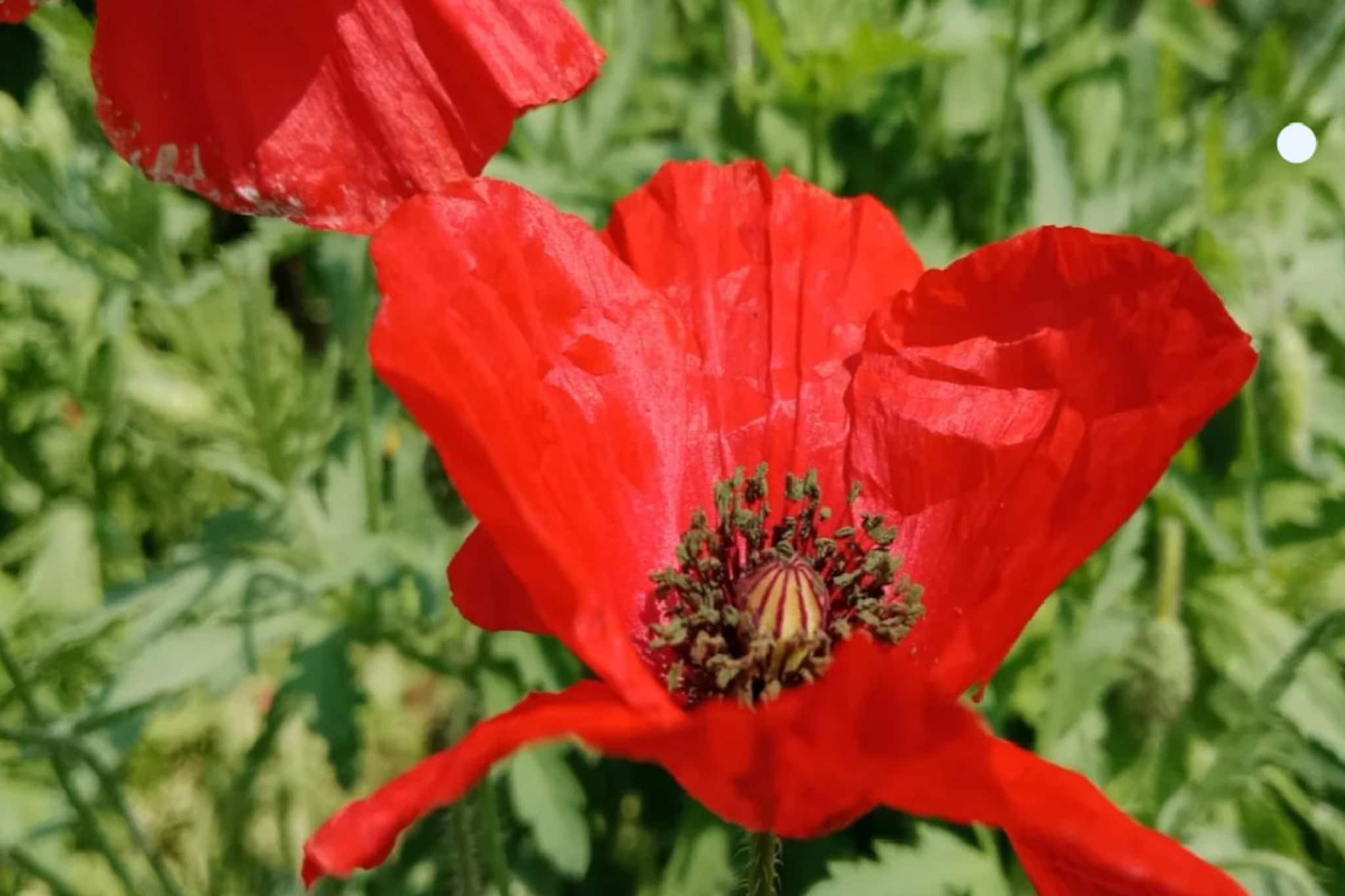 এই শস্য চাষ করলেই কোটিপতি, কিন্তু দেশের মাত্র তিনটি রাজ্যে করা যায়!বাড়িতে গাছ লাগালেই জেল