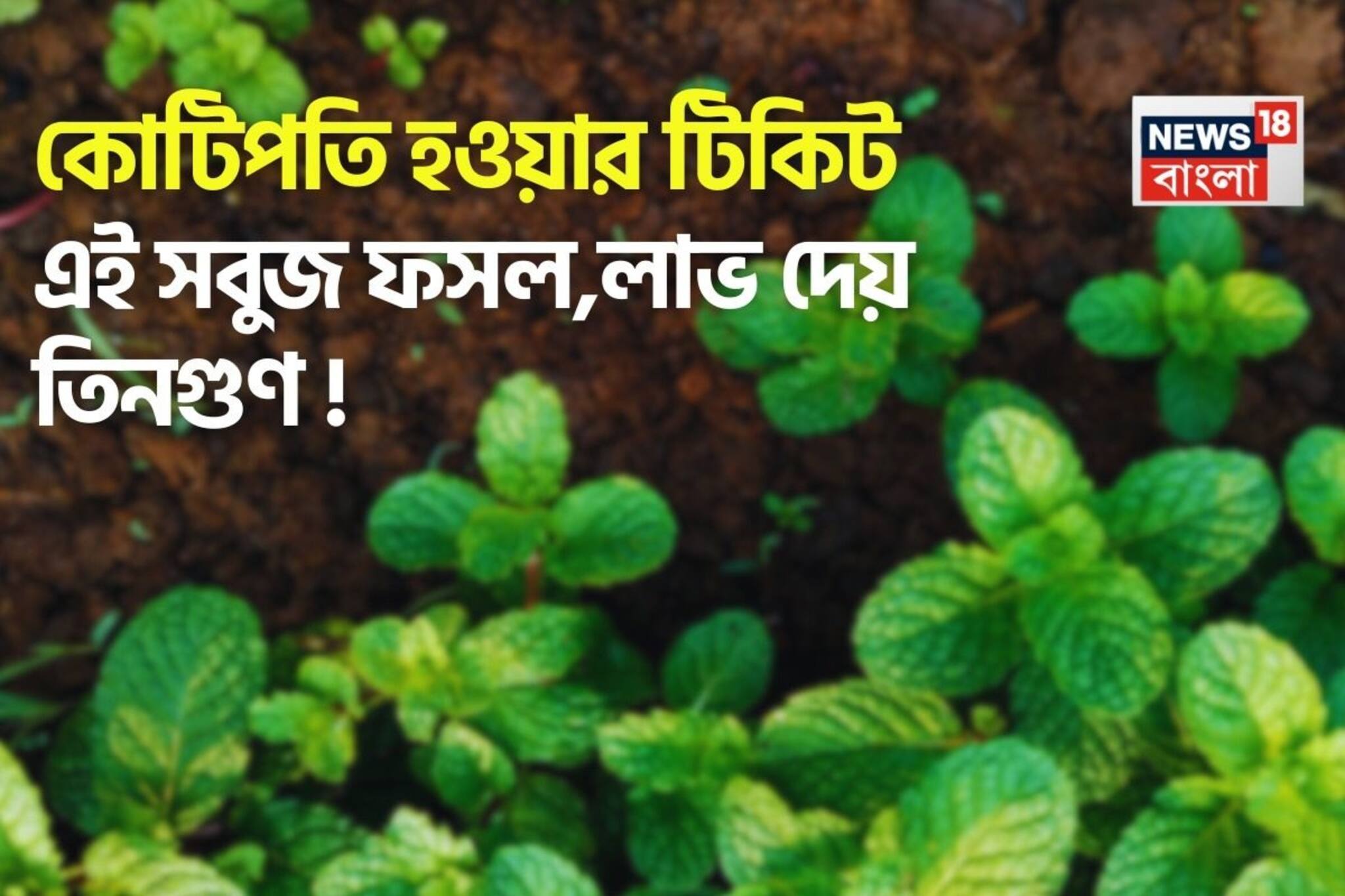 কোটিপতি হওয়ার টিকিট এই সবুজ ফসল, লাভ দেয় তিনগুণ !