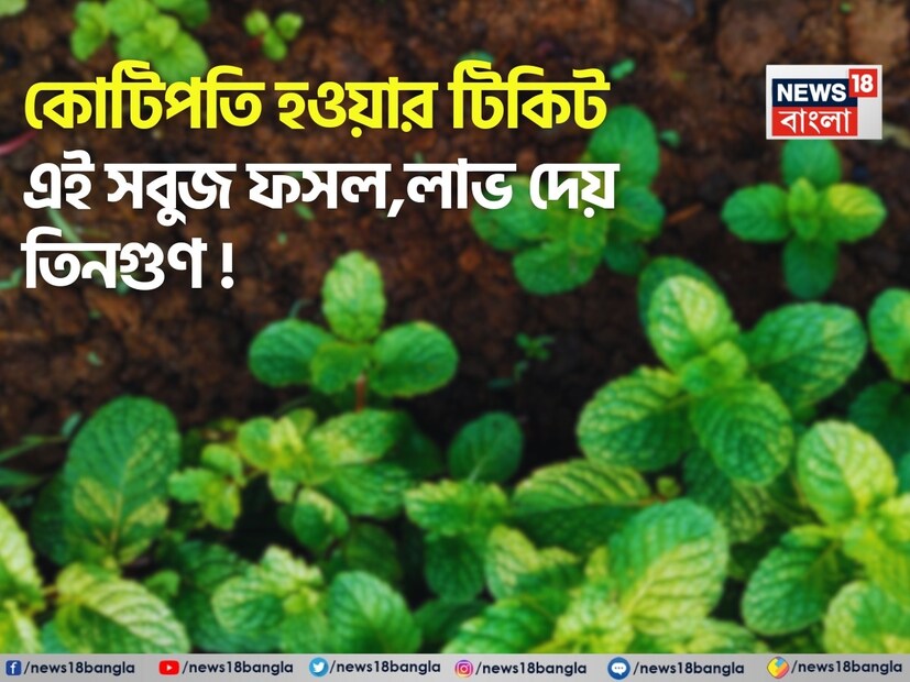 আজকের সময়ে দাঁড়িয়ে কৃষকরা আধুনিক কৃষিকাজের দিকে ঝুঁকছেন, যার ফলে তাঁরা ভাল লাভ পাচ্ছেন। এর জন্য কৃষকরা সুগন্ধি ভেষজ চাষ করছেন। যেহেতু পালামৌয়ের মতো জেলায় নীলগাই এবং বন্য প্রাণীর দ্বারা ফসলের ক্ষতি হয়, তাই চাষ কৃষকদের জন্য একটি চ্যালেঞ্জ হয়ে দাঁড়ায়। এমন পরিস্থিতিতে, পুদিনা চাষ কৃষকদের জন্য আশীর্বাদের চেয়ে কম নয়। এটি কেবল বিপুল লাভই দেয় না, বরং এই সব প্রাণীদের ঠেকিয়েও রাখে।