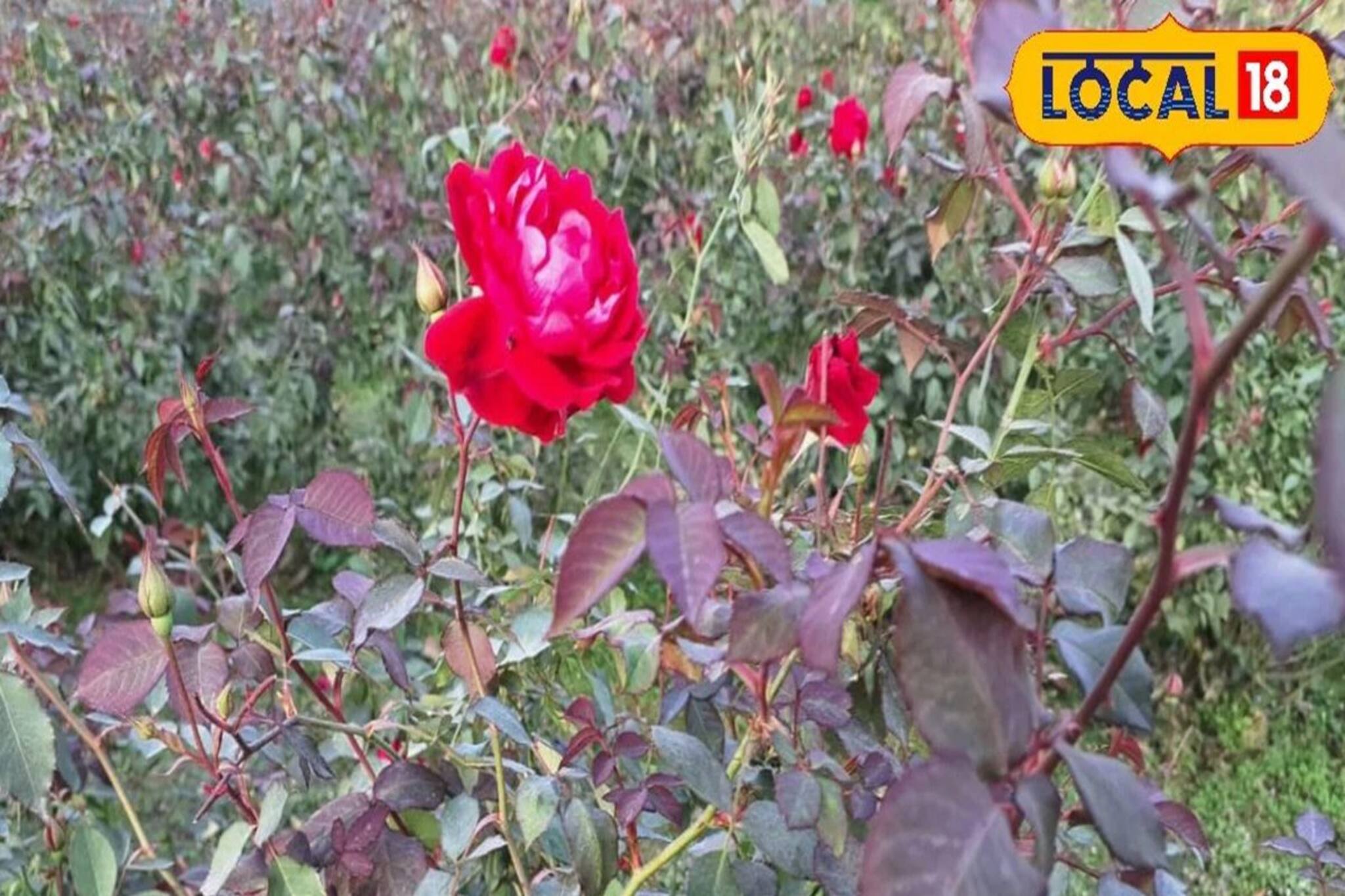 গোলাপ থেকে লাখ লাখ টাকা আয় ! আপনিও লাভবান হতে পারেন, জেনে নিন কীভাবে...