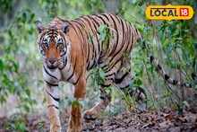 Sunderban: সুন্দরবনে কত বাড়ল বাঘের সংখ্যা? জানাল বন দফতর