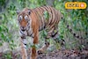 সুন্দরবনে কত বাড়ল বাঘের সংখ্যা? জানাল বন দফতর