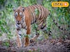 সুন্দরবনে কত বাড়ল বাঘের সংখ্যা? জানাল বন দফতর