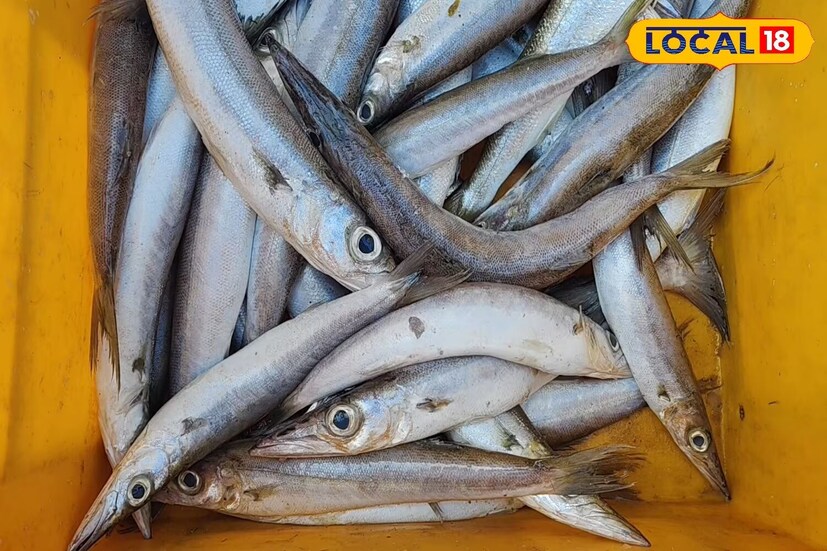 মস্তিষ্কের বিকাশ, রক্ত জমাট বাঁধা প্রতিরোধ: এই মাছের পুষ্টি উপাদান মস্তিষ্কের বিকাশে সাহায্য করে, বিশেষ করে শিশুদের ব্রেনের বিকাশ ক্ষমতা উন্নত করতে ম্যাজিক স্বরূপ। তাছাড়া, এটি শরীরে রক্ত জমাট বাঁধা প্রতিরোধ করে এবং রক্ত সঞ্চালন উন্নত করে।