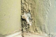 স্যাতস্যাতে দেওয়ালে ছোপ ছোপ কালো 'ছাতা'...? মিনিটে 'ভ্যানিশ'! তুড়িতে তাড়ান এই 'উপায়ে'!