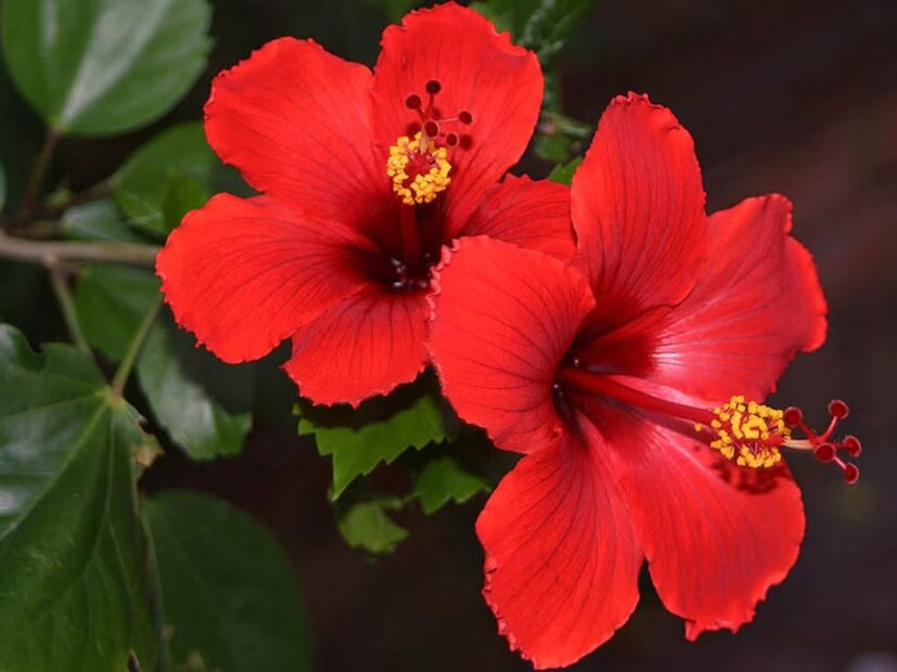 বাগানে যদি সবসময় ফুল ফোটে এবং রঙিন প্রজাপতিরা আসা-যাওয়া করতেই থাকে, তাহলে সত্যিই ভাল হত। কিন্তু একথা ঠিক যে মাঝে মাঝে গাছে পাতা তো থাকে, কিন্তু ফুলের দেখা পাওয়া যায় না।