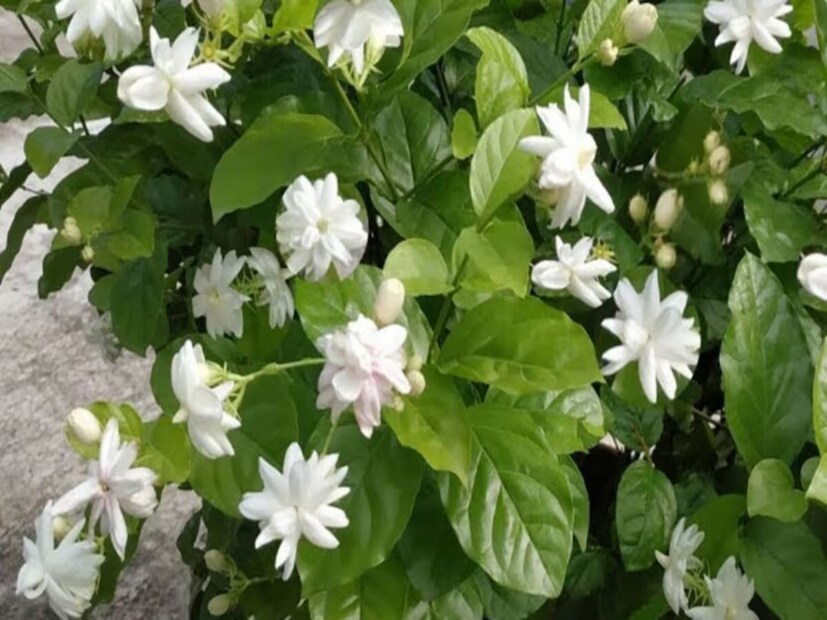 বাগানে কেবল গোলাপ, গাঁদা, ড্যাফোডিল এবং চন্দ্রমল্লিকার মতো ফুলই নয়, আরও অনেক বহুবর্ষজীবী ফুলের গাছ লাগানো যেতে পারে, কিন্তু সমস্যা হল এই গাছগুলিতে বছরে মাত্র একবার ফুল আসে, যা যথেষ্ট নয়। আর গরমে বেশি ভাল চলে বেল, জুঁই, টগর, গন্ধরাজ।