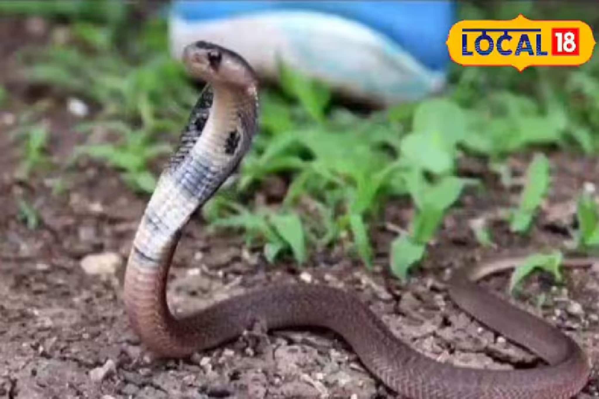 জানেন এক একটা সাপ কত বছর বাঁচে! কোন সাপের আয়ু সবচেয়ে বেশি আতঙ্কে হাত পা ঢুকে যাবে