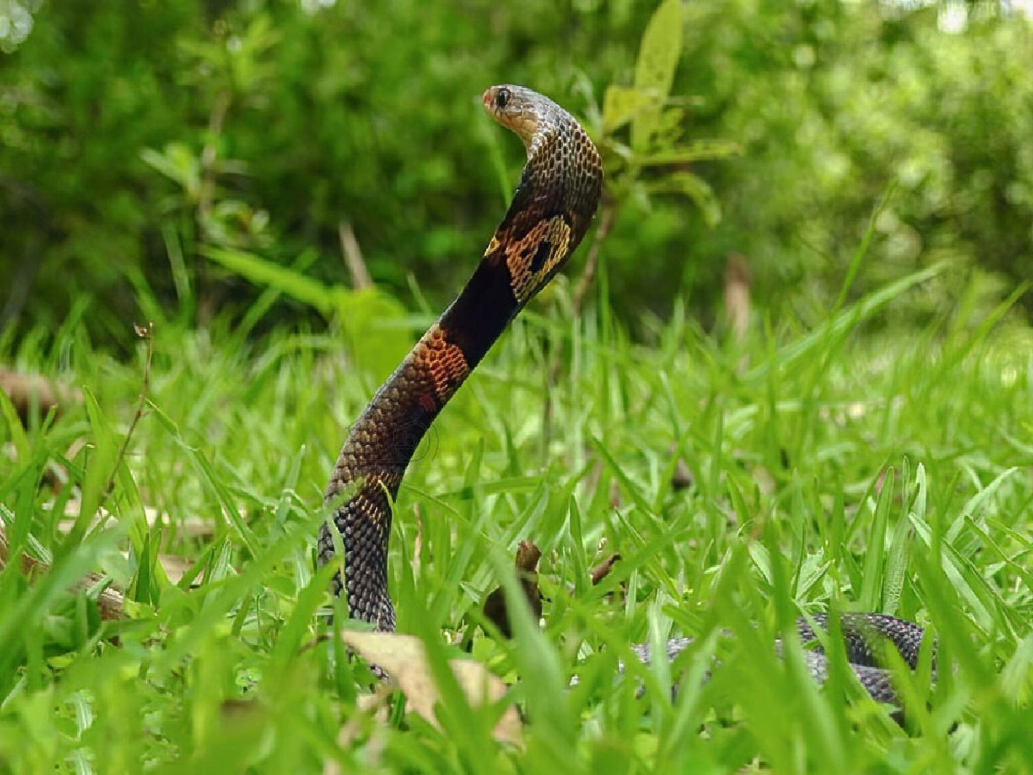 Snake Unknown Facts: সাপ কি আদৌ পোষ মানে? আপনার ভাগ্য বদলে দেবে সাপ? ৯৯.৯৯‍% মানুষই জানেন ভুল উত্তর! সাপের বিষয়ে এই একটি কথা শুনে চোখ কপালে উঠবে আপনারও