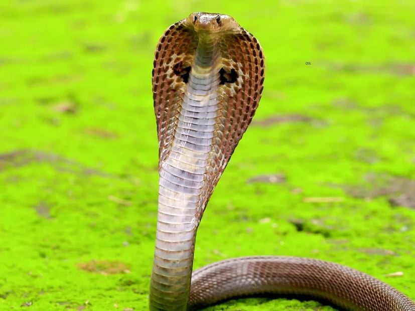 Snake: এ রাজ্যে ২১ প্রজাতির মধ্যে ৩ ধরনের সাপ খুবই বিষাক্ত! শুধু ‘এই’ পদ্ধতির চিকিৎসায় বাঁচতে পারে প্রাণ, অবশ্যই জানুন