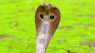 প্রতীকী ছবি৷ 