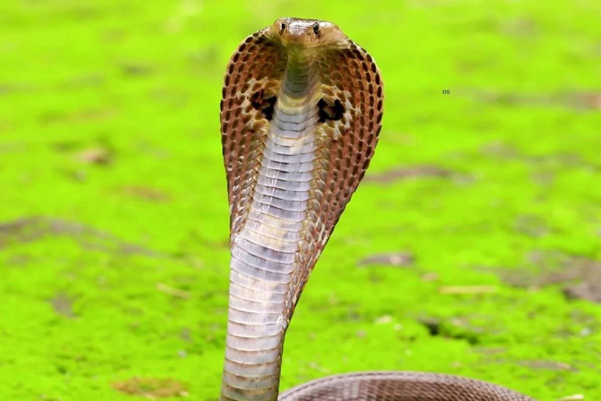 ২১ প্রজাতির মধ্যে ৩ ধরনের সাপ খুবই বিষাক্ত! শুধু 'এই' পদ্ধতির চিকিৎসায় বাঁচতে পারে প্রাণ