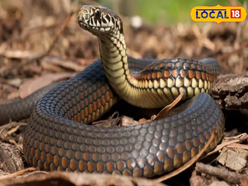 খারগোন জেলার মন্ডলেশ্বরের বাসিন্দা মহাদেব গত ন'বছর ধরে সাপ উদ্ধার এবং স্টাডি করছেন। লোকাল ১৮-এর সঙ্গে সাক্ষাৎকারে তিনি জানিয়েছেন যে ভারতে ২৭০ টিরও বেশি প্রজাতির সাপ রয়েছে। এর মধ্যে কিছু, যেমন বাগানের সাপ, সাধারণত আবাসিক এলাকায় পাওয়া যায়, আবার কিছু গভীর বনে বাস করে আবার কিছু সাপ এতটাই বিরল খুব কমই  দেখা যায়।