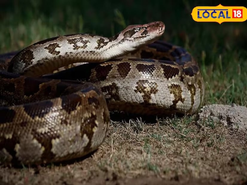 মহাদেবের মতে, বিভিন্ন প্রজাতির সাপের জীবনকাল ভিন্ন, যা প্রায়শই তাদের পরিবেশের উপর নির্ভর করে। শুধুমাত্র মধ্যপ্রদেশে, খারগোন সহ, প্রায় ৪০ প্রজাতির সাপ পাওয়া যায়। তবে, তাদের মধ্যে মাত্র কয়েকটি প্রায়শই মানুষের সংস্পর্শে আসে।