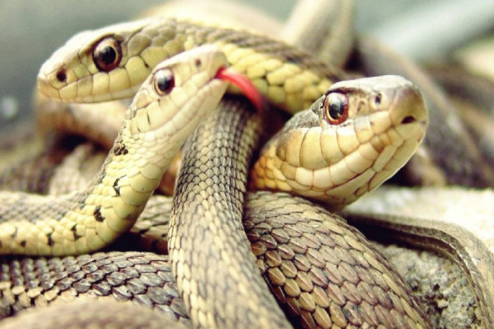 কার্বলিক অ্যাসিডও ফেল? এসব ছাড়ুন...! করুন 'এই' কাজ, বর্ষায় গর্ত থেকে বেরিয়ে পালাবে সাপ