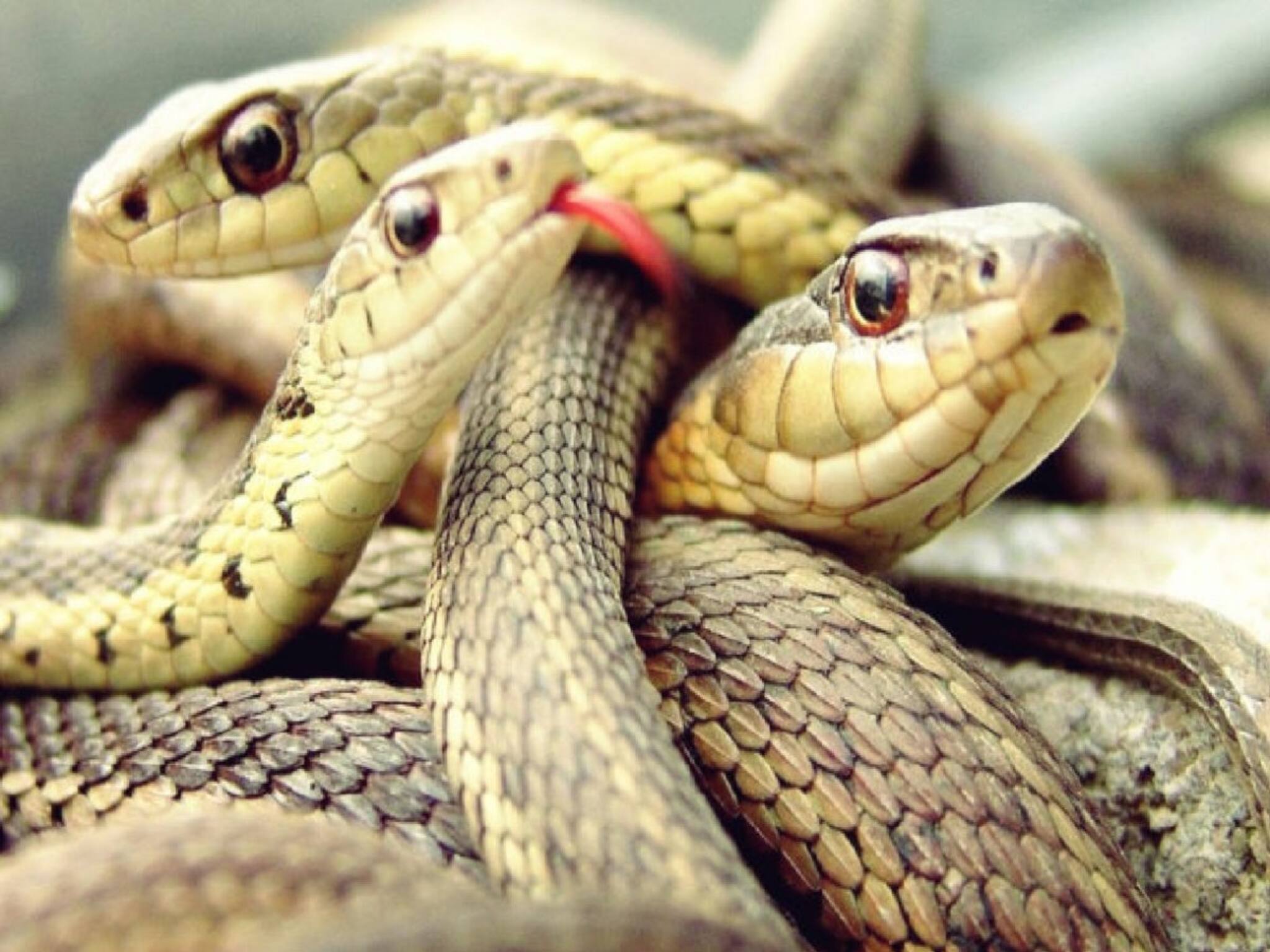 7 Snake attracting plants: এই সাত গাছ সাপের সবচেয়ে প্রিয়! ভুল করেও যদি বাড়িতে লাগান, বর্ষায় বাড়বে বিষাক্ত সাপের আনাগোনা