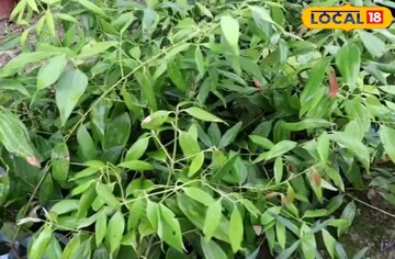 বাড়ির খাবারে স্বাদ-গন্ধ হোটেলের মতো হবে,স্বাস্থ্যও রাখবে ভাল,বাড়ির টবে চাষ করুন এই পাতা