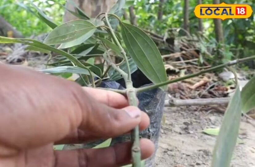 কিন্তু, যদি কেউ বাজার থেকে তেজপাতা কিনতে না চান, তাহলে নিজেদের বাড়িতেই লাগানো যেতে পারে। এর জন্য তেমন কিছু হ্যাপাও পোহাতে হবে না। স্রেফ একটা টবে রোপণ করে ঘরে বসেই এই পাতার স্বাদ আর সুগন্ধ নেওয়া যেতে পারে।
