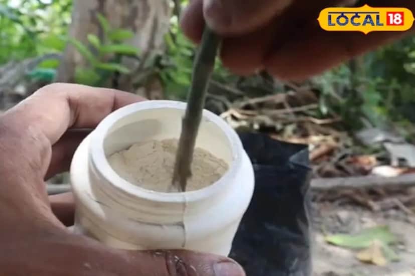 তেজপাতা গাছ বীজ বা আরেকটা গাছের কাটা অংশ থেকে তৈরি করা যেতে পারে। যদি কোনও গাছের কাটা অংশ থেকে তৈরি করা হয়, তাহলে এটি দ্রুত বৃদ্ধি পায় এবং শীঘ্রই এর পাতা ব্যবহারের জন্য প্রস্তুত হয়। কাটা অংশ থেকে একটি গাছ জন্মানোও একটু সহজ।
