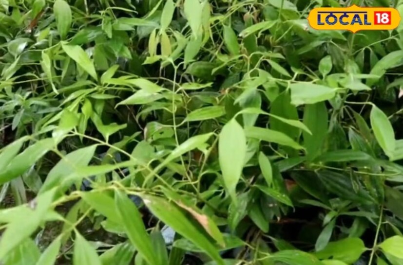 তেজপাতা গাছে অঙ্কুর বের হতে শুরু করলে মাটি খুঁড়ে ভার্মিকম্পোস্ট ব্যবহার করতে হবে। গাছের ভাল বৃদ্ধির জন্য ৪০ থেকে ৪৫ দিনের ব্যবধানে ভার্মিকম্পোস্ট দিতে হবে। এছাড়াও, পোকামাকড় থেকে গাছকে রক্ষা করার জন্য নিম তেল স্প্রে করতে হবে।