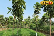 ১ বিঘা জমিতে এই গাছ লাগান, সহজেই ১ কোটি টাকা আয় করা সম্ভব !