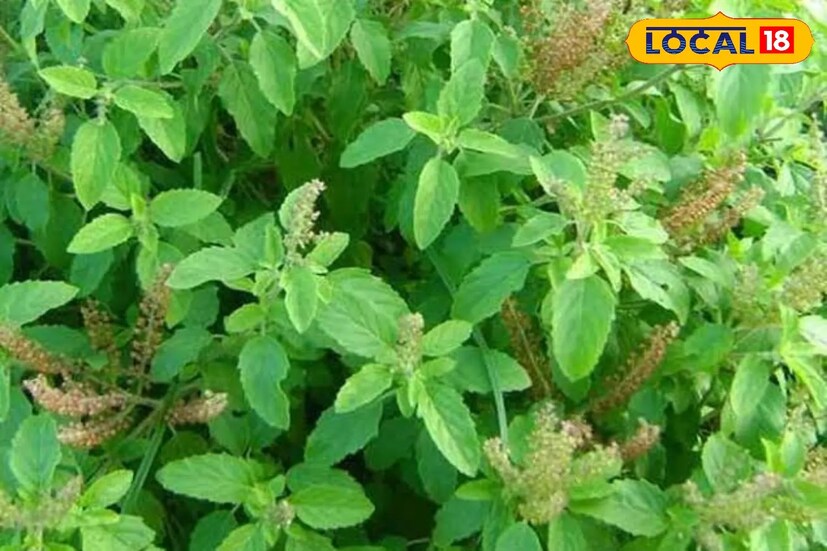 তুলসী গাছ: আয়ুর্বেদশাস্ত্রে তুলসীকে ভেষজের রানি বলে ডাকা হয়। এই গাছের সবুজ পাতা, ফুল এবং শিকড় সব অংশই ভীষণ উপকারী। প্রথমে কোকোপিটে বীজ অঙ্কুরিত করতে হবে। তার ১৫-২০ দিন পরে চারা বেরোলে সেটিকে একটি টবে রোপণ করতে হবে। গাছটি ২-৩ মাসের মধ্যেই বড় হয়ে যাবে। আয়ুর্বেদিক চিকিৎসক মহেশ শর্মা জানান, সর্দি, কাশি এবং জ্বর উপশম করে তুলসী। এর মধ্যে ক্যানসার প্রতিরোধকারী উপাদান রয়েছে। সেই সঙ্গে এটি মানসিক চাপও কমায়। এছাড়া তুলসী পাতার রস রোগ প্রতিরোধ ক্ষমতা বাড়ায় এবং হজমশক্তি উন্নত করে।