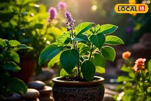 আর্থিক অনটনে ভুগছেন? ৪-৫টা তুলসী পাতায় কোটিপতি! জেনে নিন জ্যোতিষশাস্ত্রের এই সহজ টোটকা
