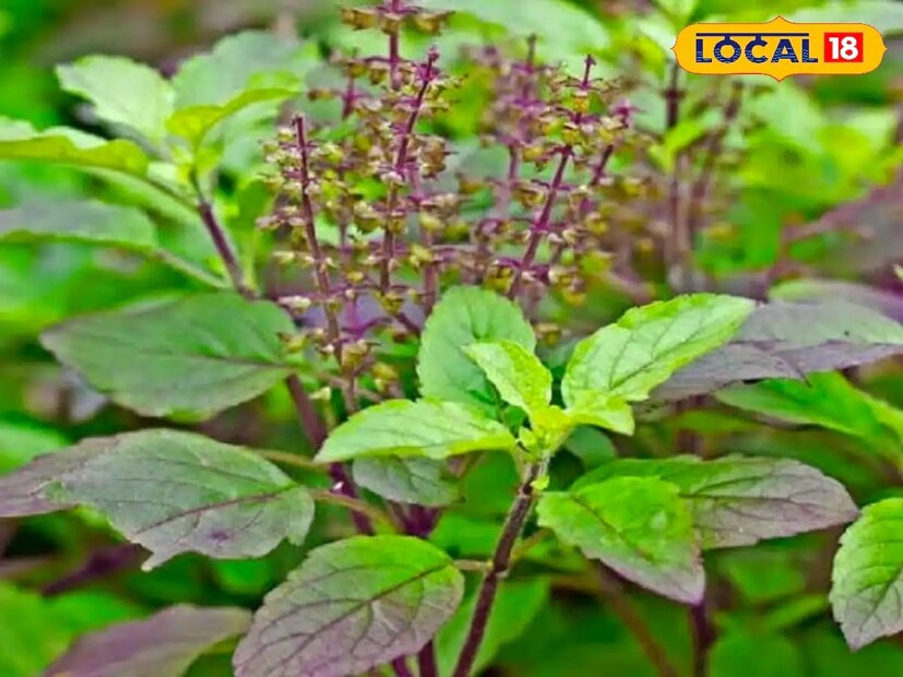এবার সেই কৌটোটি আপনার ঘরের এমন একটি জায়গায় রাখুন, যেখানে কোনও পা না লাগে এবং কেউ যেন সেটি দেখতেও না পায়। 