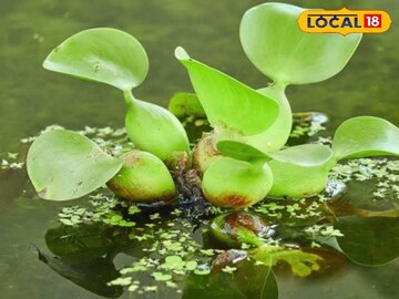 প্রায় কোনও টাকা ছাড়াই শুরু করুন এই ব্যবসা, মাসের শেষে হাতে আসবে লাখ লাখ টাকা!