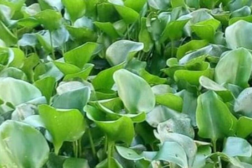 কচুরিপানা এই নামটি অন্তত গ্রামবাংলায় এমন কেউ নেই যারা জানেন না। কচুরিপানা মুক্তভাবে ভাসমান বহুবর্ষজীবী জলজ উদ্ভিদ। মূলত এর আদি নিবাস দক্ষিণ আমেরিকা। এটি পুরু, চকচকে এবং ডিম্বাকৃতির পাতাবিশিষ্ট কচুরিপানা জলের উপরিপৃষ্ঠের ওপর ১ মিটার পর্যন্ত বাড়তে পারে। আর এই কচুরিপানা থেকে তৈরি বিভিন্ন সামগ্রী এবার বীরভূমের সাঁইথিয়া থেকে পৌঁছে যাচ্ছে সারাদেশে।