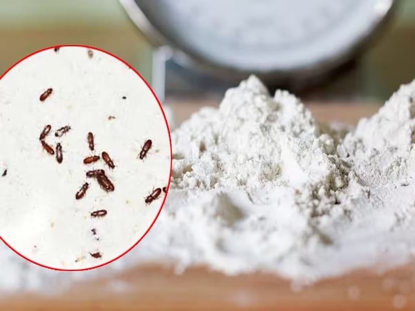 কোন পাত্রে সংরক্ষণ করতে হবে?বেসন, সুজি, আটা বা মিহি ময়দার মতো শুকনো গুঁড়ো জিনিসপত্র সবসময় একটি বায়ুরোধী পাত্রে সংরক্ষণ করা উচিত। এটি বাইরের আর্দ্রতা এবং বাতাসকে প্রবেশ করতে বাধা দেয়। কারণ আর্দ্রতাই এগুলি নষ্ট করে এবং পোকামাকড় বাড়িয়ে দেয়। তাই পাত্রের সঠিক নির্বাচন খুবই গুরুত্বপূর্ণ।