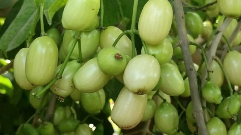 ছাদবাগান যে শখের পাশাপাশি বড় ধরনের কৃষিবিপ্লবের ইঙ্গিতও দিতে পারে, বাপি সাহা যেন তারই উদাহরণ। বছর কয়েক আগে তিনি মিয়াজাকি আম ফলিয়ে নজর কেড়েছিলেন শহরবাসীর। আর এবার সাদা জাম ফলিয়ে আরও একবার প্রমাণ করলেন, ইচ্ছা থাকলে শহরের ছাদও হতে পারে দুর্লভ ফলের খামার।