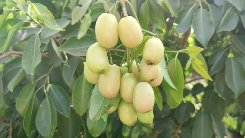 সাধারণত থাইল্যান্ড ও দক্ষিণ-পূর্ব এশিয়ার কিছু দেশে সাদা জাম চাষ হয়। আমাদের দেশে কালো জামই বেশি পরিচিত। তবে বাপি সাহার চেষ্টায় সেই সীমাবদ্ধতা ভাঙছে। বিশেষ মাটির মিশ্রণ, নিয়মিত যত্ন আর ভাল বীজই এই সাফল্যের চাবিকাঠি বলে জানান তিনি। 