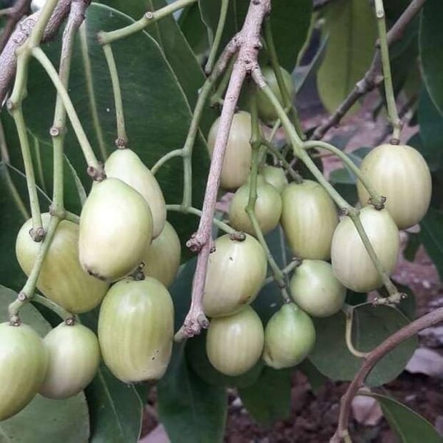 এখন অনেকেই জানতে চাইছেন, শিলিগুড়ির আবহাওয়ায় কীভাবে এই জাম টিকে গেল? বাপি সাহার কথায়, 