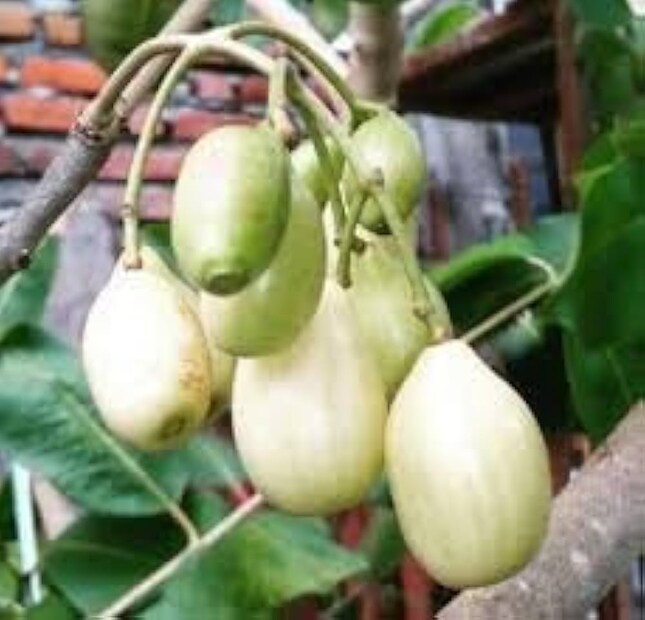 এই সাদা জাম নিয়ে চিকিৎসকের মতামতও যথেষ্ট গুরুত্বপূর্ণ। শিলিগুড়ির বিশিষ্ট চিকিৎসক ডঃ সুরজিৎ পালিত জানিয়েছেন, 