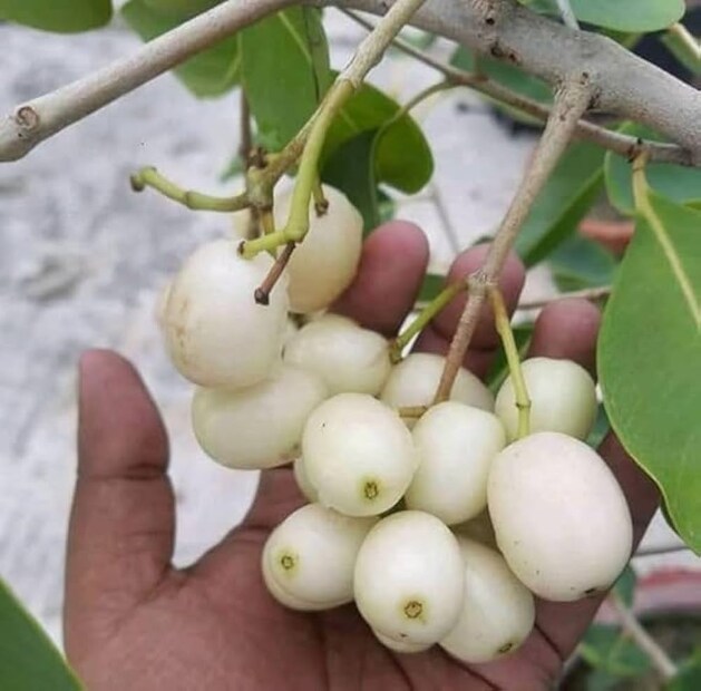 যা শোনার পর অনেকেই ভাবছেন, বাণিজ্যিকভাবে এই জাম বাজারে আনা যায় কি না। যদি যায়, তাহলে ডায়াবেটিক রোগীরা সহজেই স্থানীয়ভাবে এই স্বাস্থ্যকর ফল পেতে পারেন।