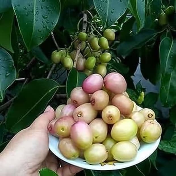 বাপি সাহার বাড়ির ছাদ এখন যেন মিনি প্রদর্শনী। সাদা জাম দেখতে শহরের নানা প্রান্ত থেকে মানুষ ভিড় জমাচ্ছেন। অনেকেই ছবি তুলছেন, ভিডিও করছেন, কেউ কেউ চারা চাইছেন।