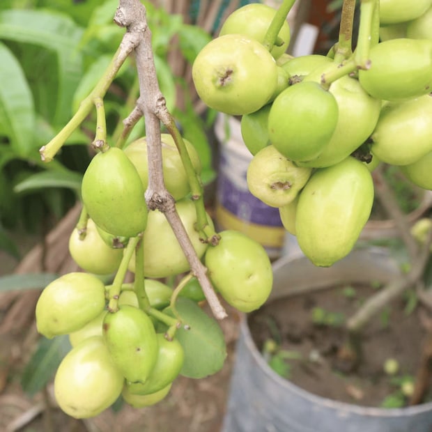 বাপি সাহা জানিয়েছেন, তিনি এখানেই থামতে রাজি নন। আগামী দিনে আরও নতুন, দুর্লভ ফল ও ফুল আনতে চান ছাদবাগানে। তাঁর কথায়, 