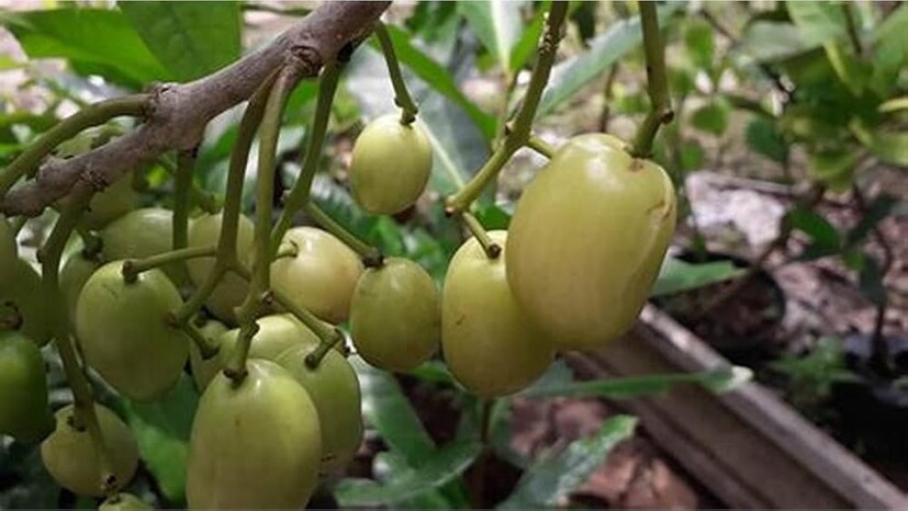 ছোট্ট শহর শিলিগুড়িতে এক ব্যবসায়ীর ছাদবাগান নতুন স্বপ্ন দেখাচ্ছে। সাদা জাম থেকে শুরু, এবার শুধু সময়ের অপেক্ষা — ছাদে ছাদে একদিন ফুটে উঠতে পারে অজস্র বিদেশি ও দুর্লভ সবুজের ঝাঁক। আর তার ফাঁকে শিলিগুড়ির বাতাসে জড়িয়ে যাবে সতেজতার সুবাস। (তথ্য-ঋত্বিক ভট্টাচার্য)