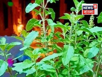 লকলকিয়ে বাড়বে তুলসী গাছ...বর্ষাকালে দিন ‘এই সাদা’ পাউডার! দাম ২ টাকাও নয়
