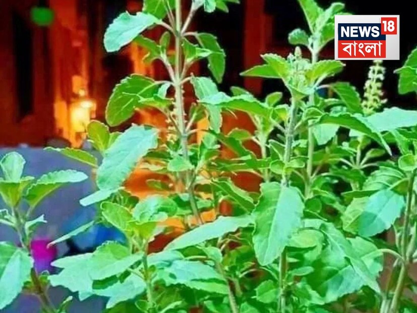 প্রতিটা সংসারেই তুলসী গাছ অত্যন্ত গুরুত্বপূর্ণ৷ গুরুজনেরা মনে করেন, তুলসী গাছে সবুজ সতেজ পাতা থাকার অর্থ, সংসারে শান্তি-সমৃদ্ধি বজায় থাকা৷ কিন্তু...