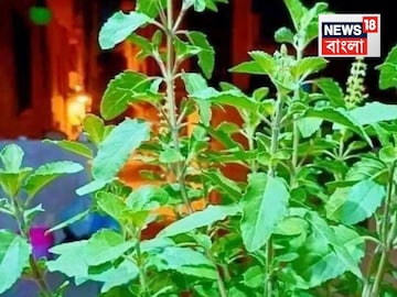 লকলকিয়ে বাড়বে তুলসী গাছ...বর্ষাকালে দিন ‘এই সাদা’ পাউডার! দাম ২ টাকাও নয় লকলকিয়ে বাড়বে তুলসী গাছ...বর্ষাকালে দিন ‘এই সাদা’ পাউডার! দাম ২ টাকাও নয়