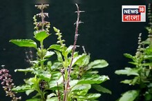 লকলকিয়ে বাড়বে তুলসী গাছ...বর্ষাকালে দিন ‘এই সাদা’ পাউডার! দাম ২ টাকাও নয়