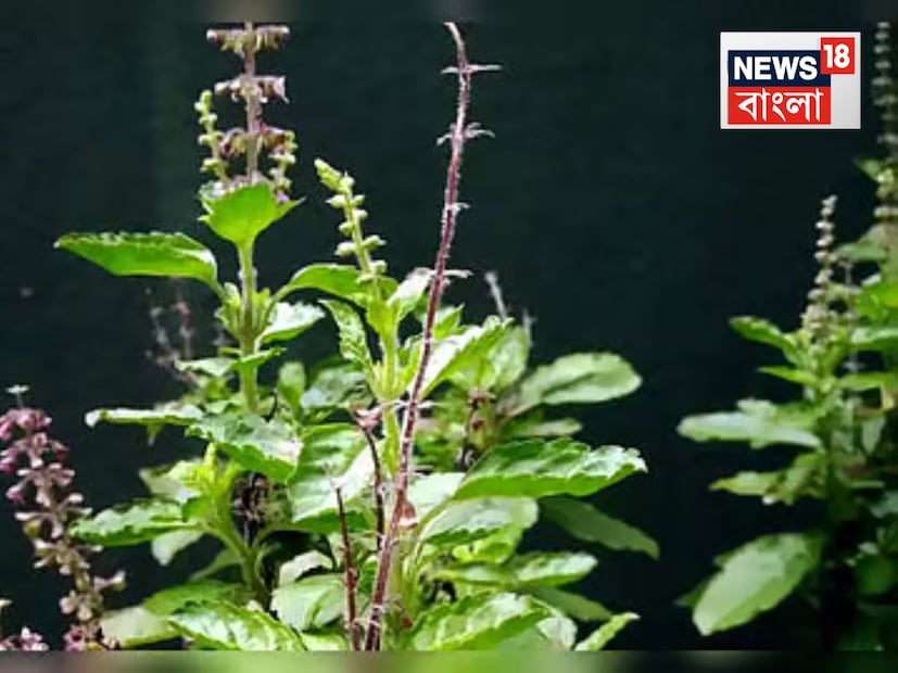 আমরা অনেকেই তুলসী গাছের বৃদ্ধির দিকে বা যত্নের দিকে বিশেষ নজর দিই না৷ বিশেষ করে বর্ষাকালে তো আমরা মনে করি তুলসী গাছ এমনি এমনিই লকলকিয়ে বেড়ে উঠবে বর্ষার জল পেয়ে৷ কিন্তু, জানবেন, এমনটা সবসময় হয় না৷ বরং হয় উল্টো৷