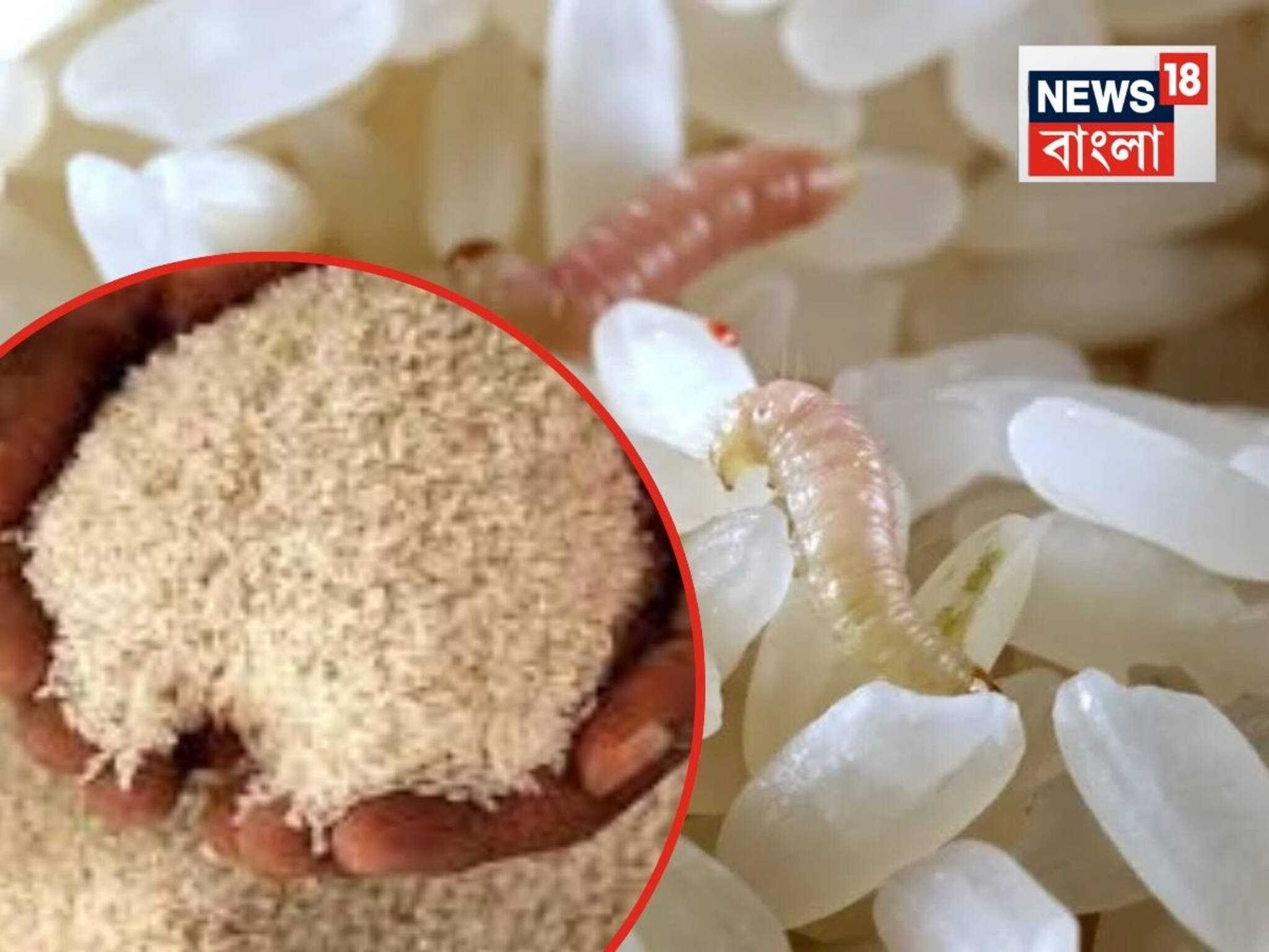 Rice Storage Tips: কিলবিল করছে সাদা পোকা..দুর্গন্ধ! চাল, চালের ড্রাম আর...জাস্ট এই ক’টা জিনিস রাখুন বর্ষায়
