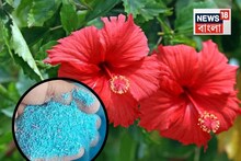 ফুলে ফুলে ভরে যাবে জবা গাছ...একবার Surf দিয়ে এই কাজটা করে দেখুন! তর তর করে বাড়বে গাছ