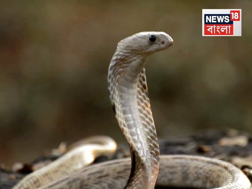সাপ সম্পর্কে নানা মিথ প্রচলিত রয়েছে৷ তার মধ্যে একটা হল সাপের শরীরে বেশি হাড়গোড় নেই৷ কথাটা একেবারেই ঠিক নয়৷ সাপের শরীরে ১২০০ থেকে ১৮০০ টা হাড় থাকে৷ যা মানুষের শরীরে থাকা ২৬০টা হাড়ের তুলনায় অনেক বেশি৷