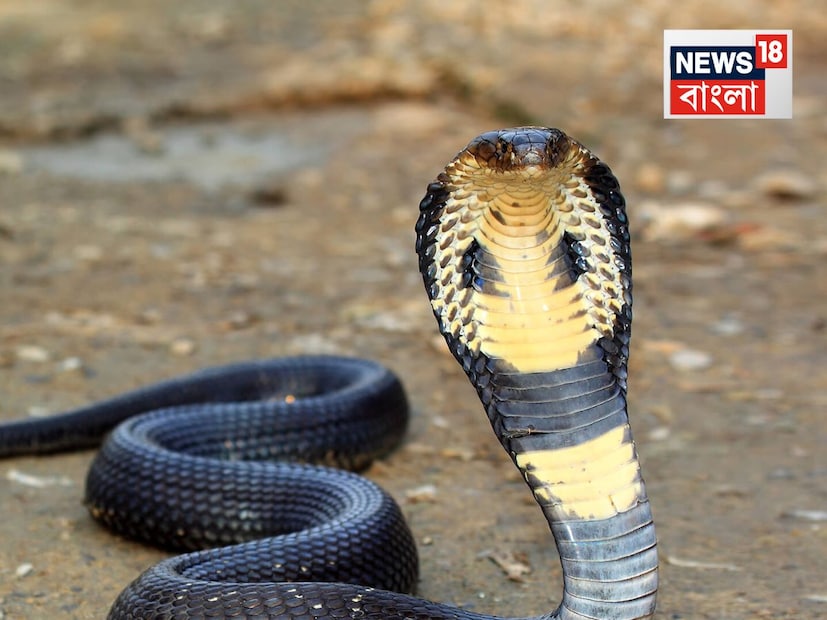 কুণ্ডলী পাকানোর শক্তির দিক থেকে, অজগরদের তুলনা হয় না। এই শক্তিশালী সাপ তাদের কুণ্ডলী ব্যবহার করে শিকারের হাড়গোড় পিষে ফেলে৷ যার ফলে শ্বাসরুদ্ধ হয়ে মরে যায় শিকার৷ থাইল্যান্ড এবং ইন্দোনেশিয়ার বনাঞ্চলে, অজগর সাপ হজমের সময় পাঁচ থেকে ১০ দিন পর্যন্ত কুণ্ডলী পাকিয়ে থাকে বলে জানা গেছে।
